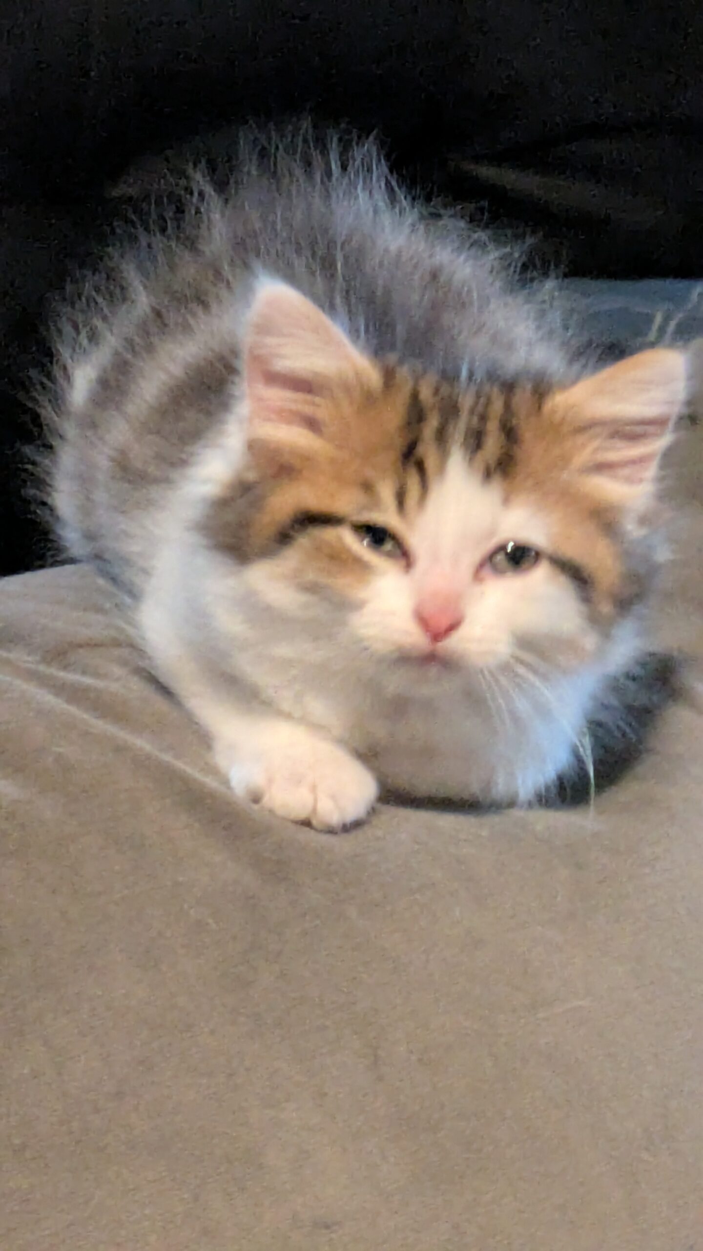 pxl 20250901 115621962.mp